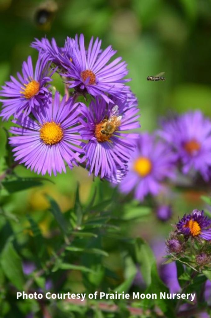 Photo of New England Aster. Photo Courtesy of Prairie Moon Nursery.