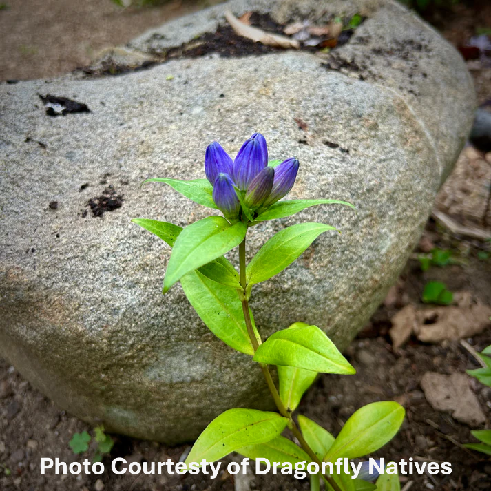 Bottle Gentian