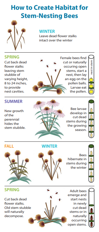 A small instruction picture on how to create nesting habitat for stem nesting bees. In the winter, leave dead flower stalks intact over the winter. in the Spring, cut back dead flower stalks leaving stem stubble of varying height, 8 to 24 inches, to provide nest cavities. Female bees find cut or naturally occurring open stems, start a nest, then lay an egg on the pollen balls. Larvae eat the pollen. In the summer, new growth of the perennial hides the stem stubble. Bee larvae develop in cut dead stems during the growing season. In the next fall and winter, bees hibernate in stems during the winter. In the next spring, cut back dead flower stalks. Old stem stubble will naturally decompose. Adult bees emerge and start nests in newly cut dead stems or in naturally occurring open stems.