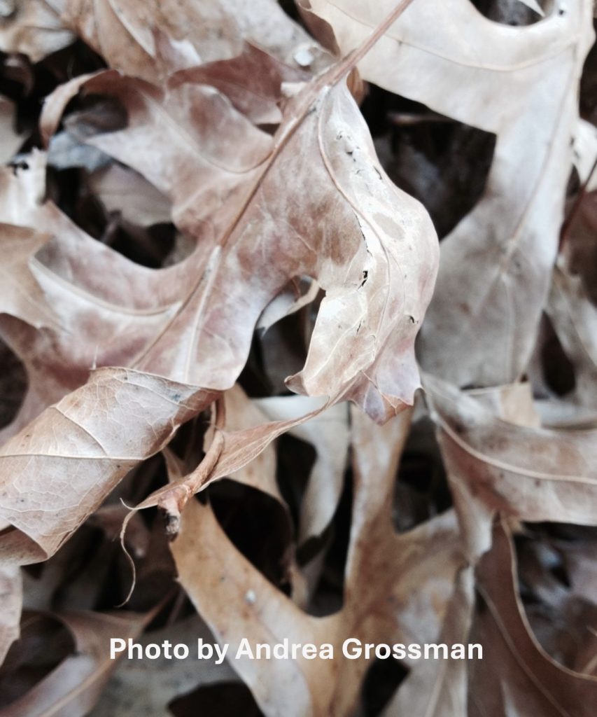 brown crumpled oak leaves on each other