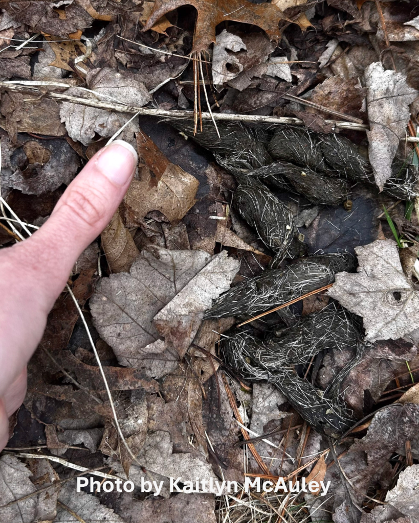 picture of American red fox (Vulpes vulpes fulva) scat, means predators are actively feeding on small mammals in the area.