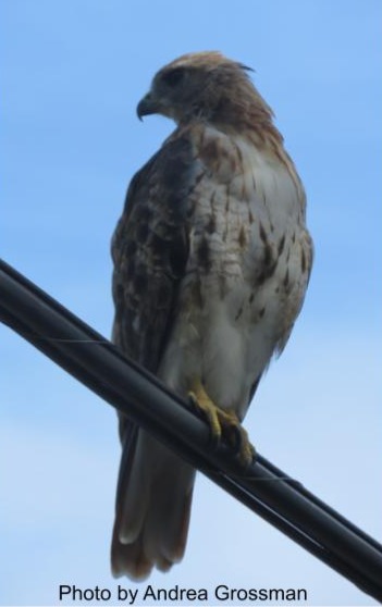 Red Tailed Hawk on wire