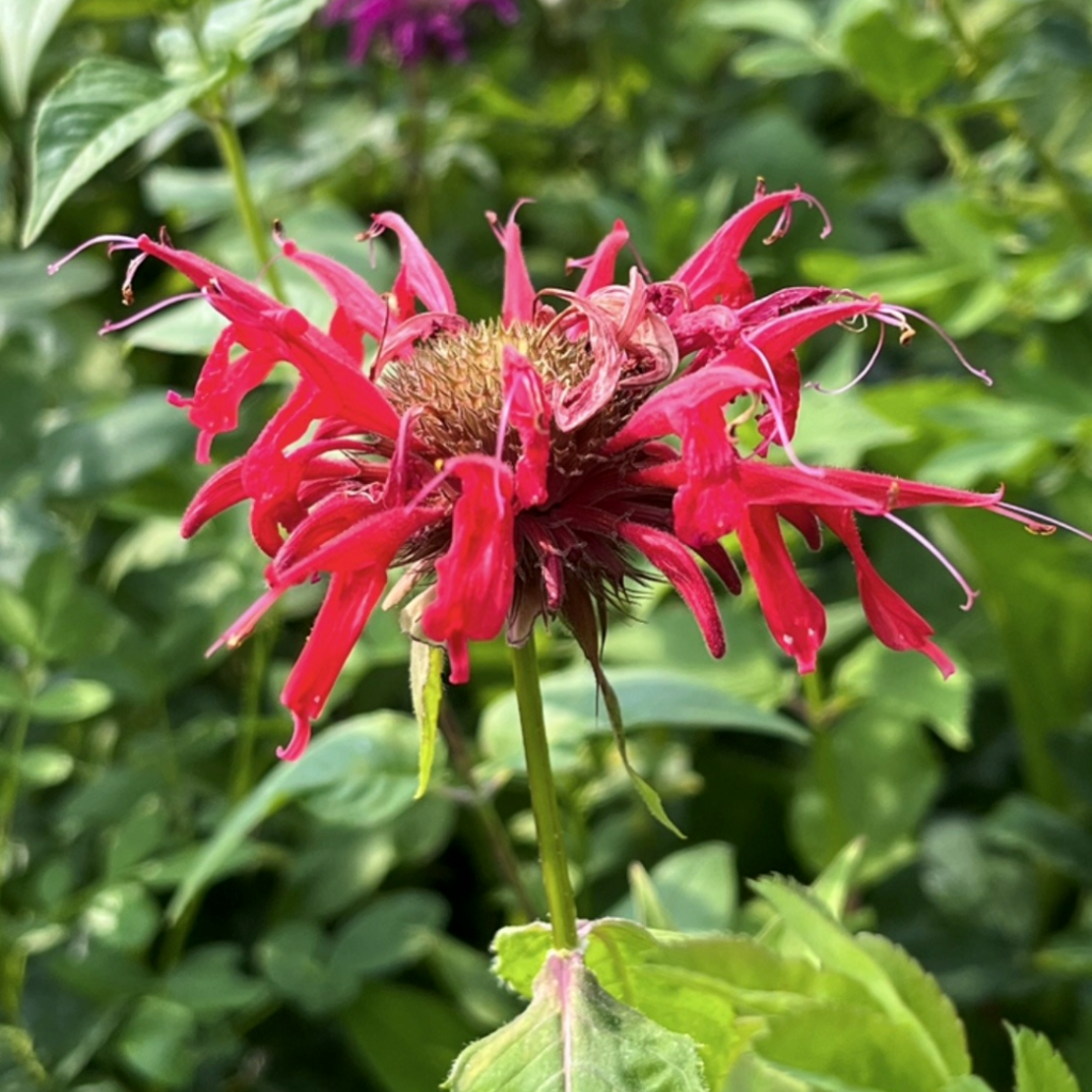 Scarlet bee balm (Monarda didyma) with bright red, tubular flowers radiating from a central cone, surrounded by green foliage.