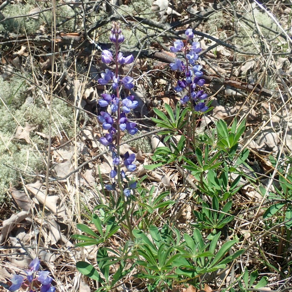 Wild lupine (Lupinus perennis) growing in a dry, sandy habitat with sparse vegetation and leaf litter.