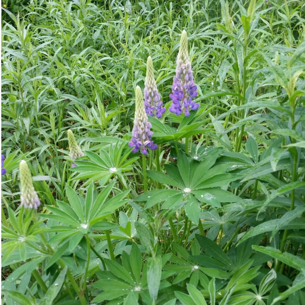 Bigleaf lupine (Lupinus polyphyllus) in a dense meadow, with tall purple flower spikes and broad palmate leaves.