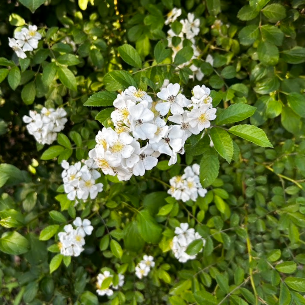 rosa multiflora in bloom