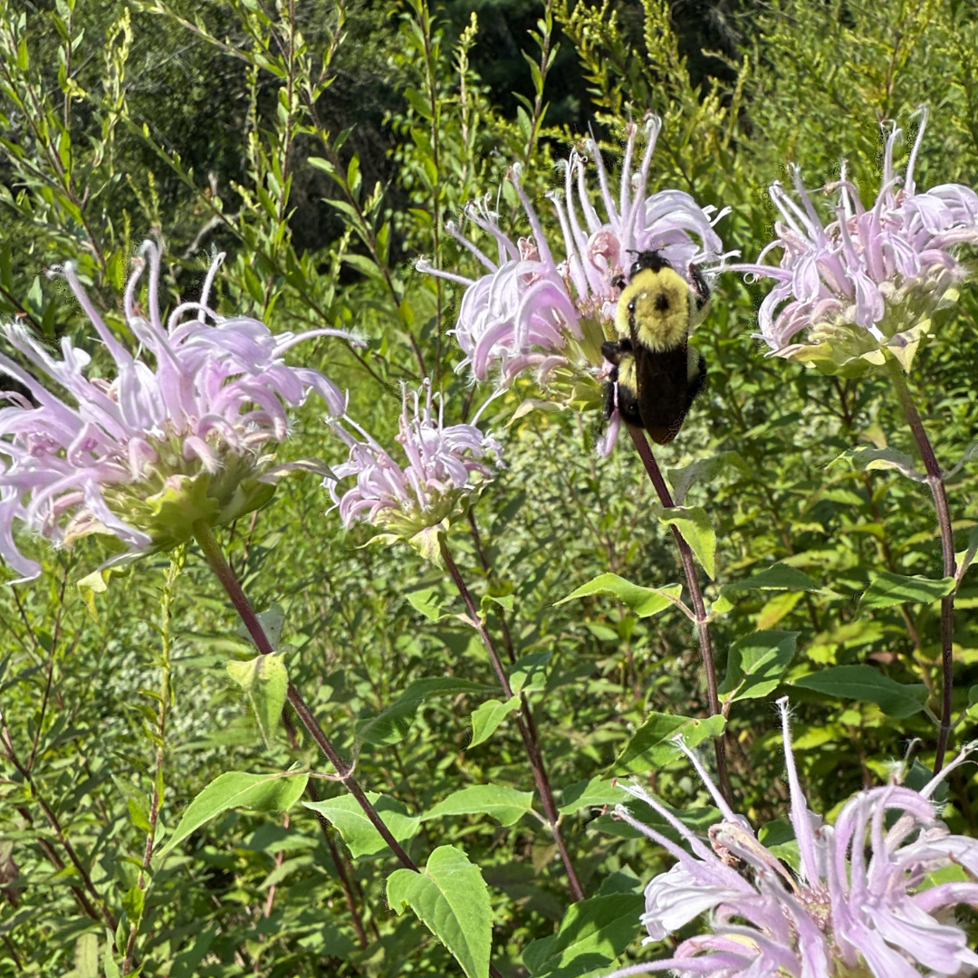 Brown-belted bumble bee (Bombus griseocollis) feeding on wild bergamot (Monarda fistulosa), a pale purple flower with narrow petals.