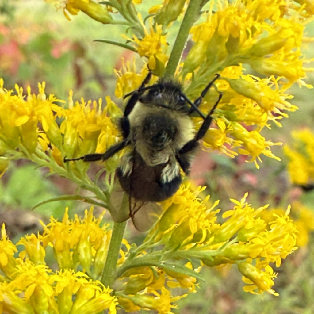 Common eastern bumble bee (Bombus impatiens) feeding on goldenrod (Solidago spp.), clinging to clusters of bright yellow flowers