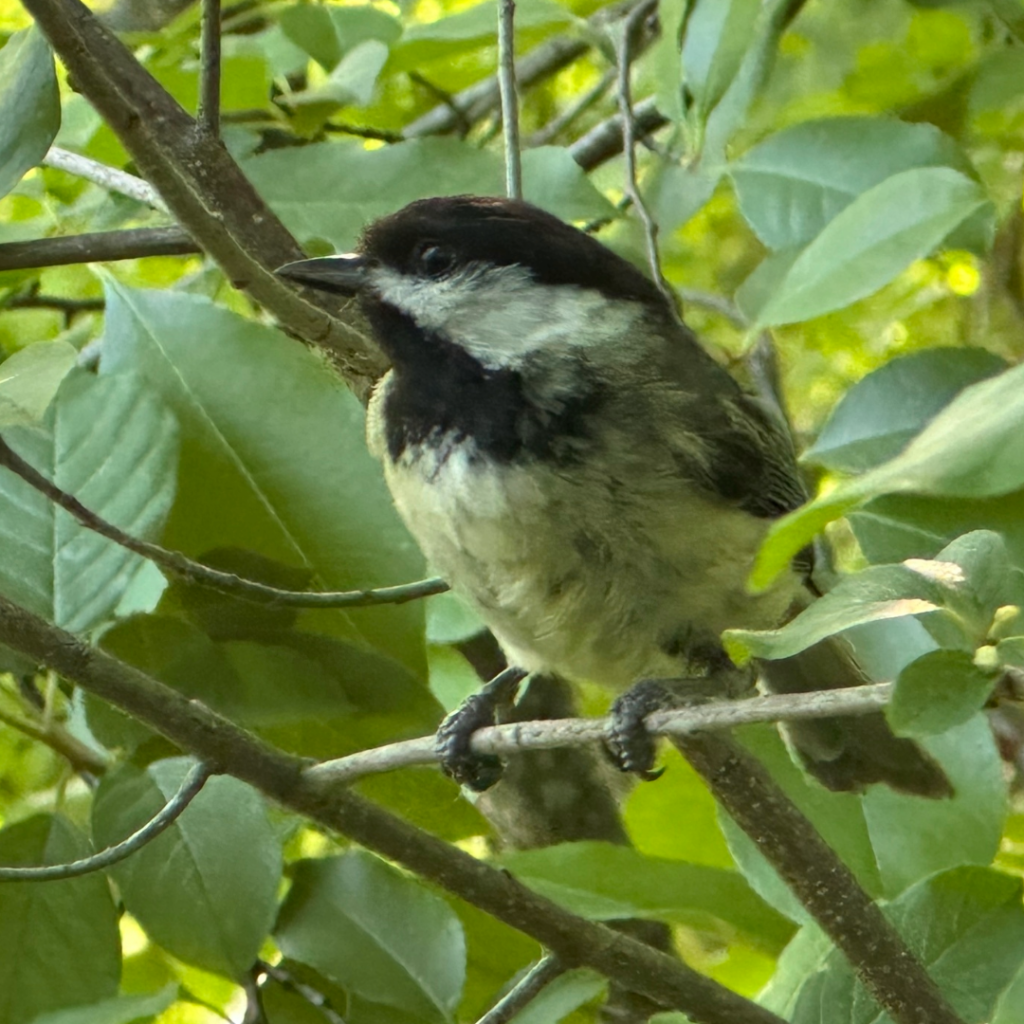 Black-capped chickadee perched on a leafy branch, with black cap and white cheeks, surrounded by green foliage.