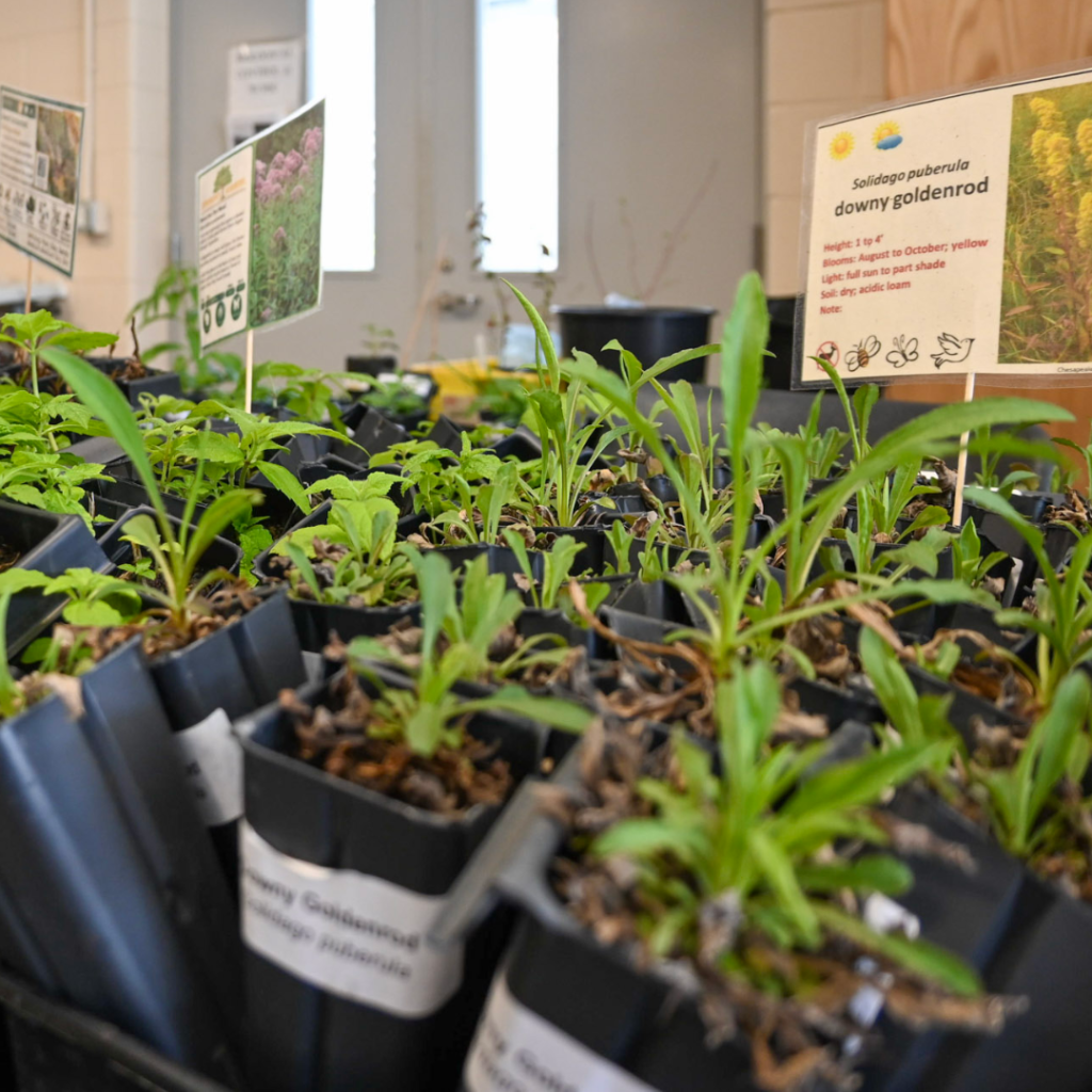 Trays of small native plants in plastic containers with labeled signs, including downy goldenrod, arranged indoors before a plant sale.