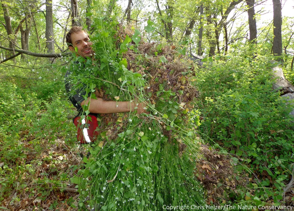 Nelson Winkel, a land manager, showing off one patch’s worth of pulled garlic mustard plants. The Nature Conservancy’s Rulo Bluffs Preserve – Nebraska.