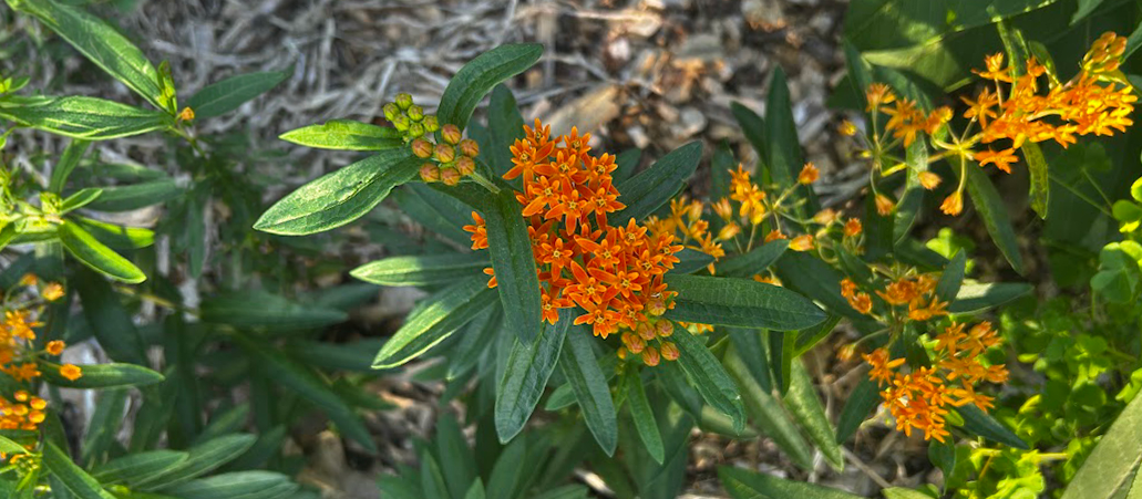 Orange butterfly weed (Asclepias tuberosa)